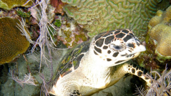 Reptilies (150)_164
